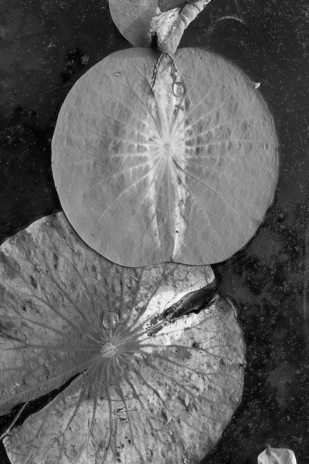 Lotus Leaves, Chickasaw Park Lotus Pond, Louisville, KY USA